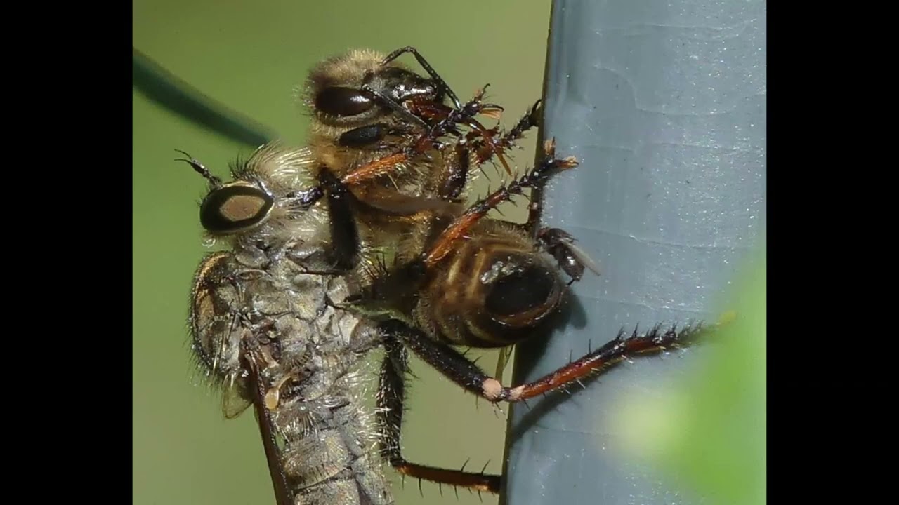 Raubfliegen mit Beute - Lumix DMC-FZ300 - Barbarossa-Fliege