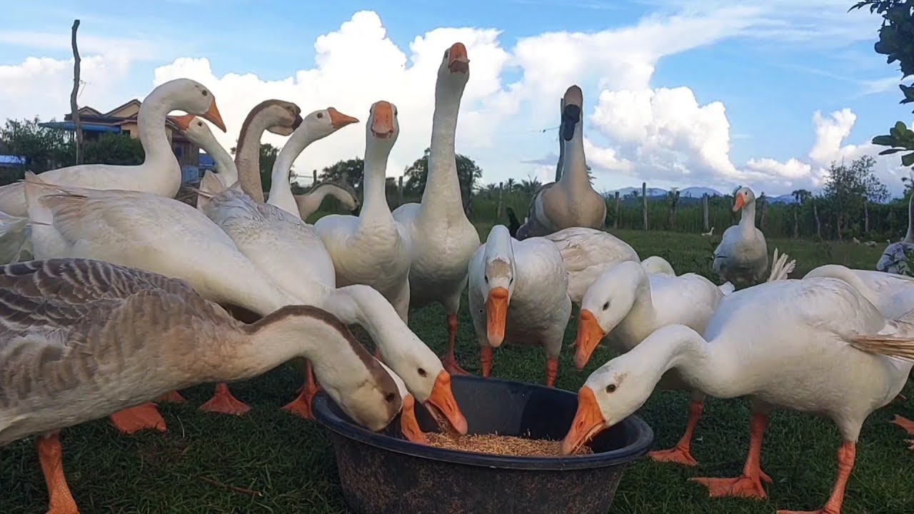 GEESE Feeding Time on the Farm 🦢🐥