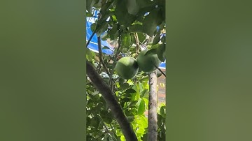 #Picking Pomelo #Shorts #Satisfying🍊