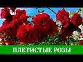 Плетистые розы. Обзор сортов, Полька, Цезарь, Айсберг, Дон Жуан и другие розы