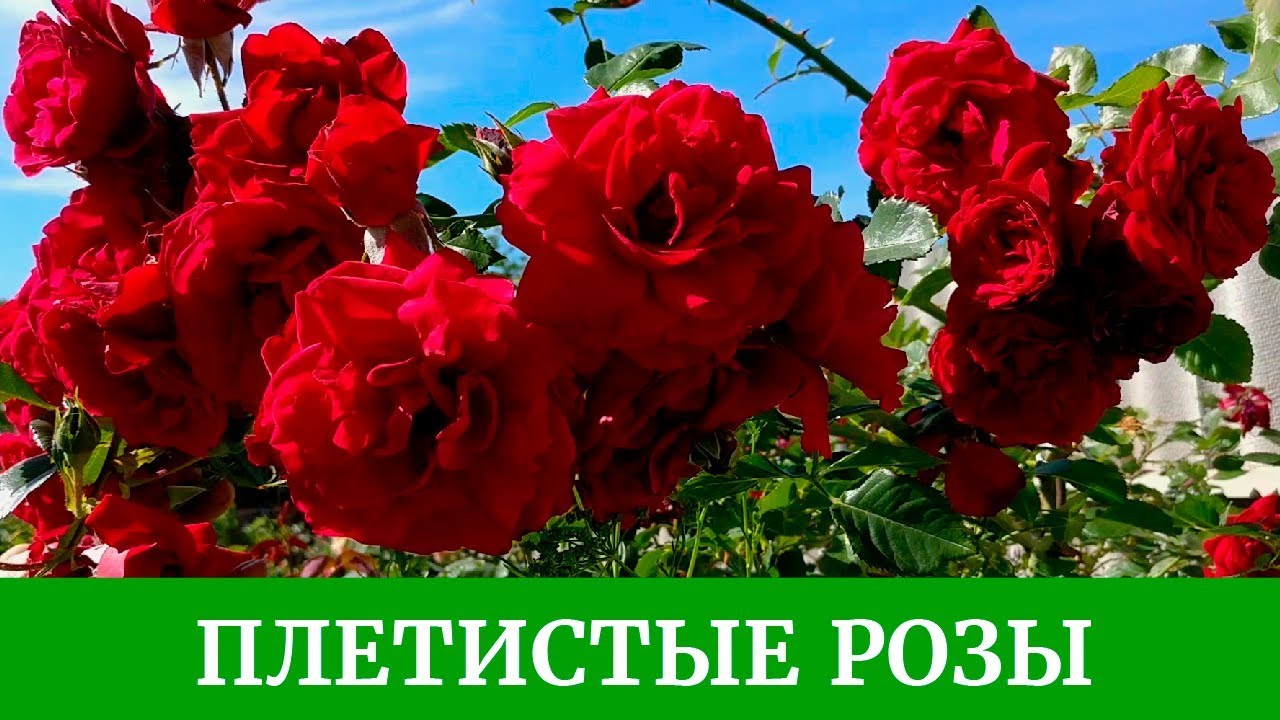 Роза Полька Фото И Описание
