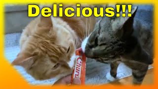 Cat Trying Lickable Cat Treats For The First Time! | Puttush \& Fiona