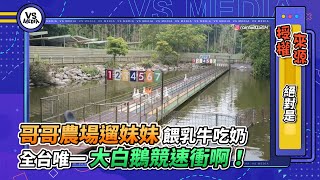 哥哥農場遛妹妹餵乳牛吃奶 全台唯一大白鵝競速衝啊！｜VS MEDIAｘ@RAYrayray520