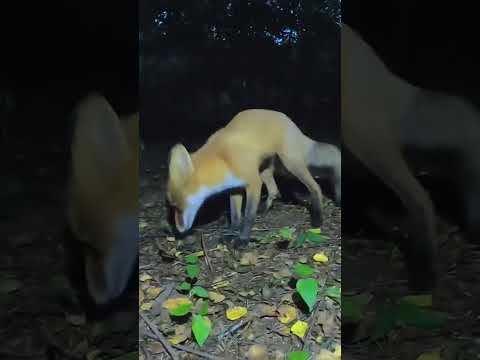 Драка диких лис