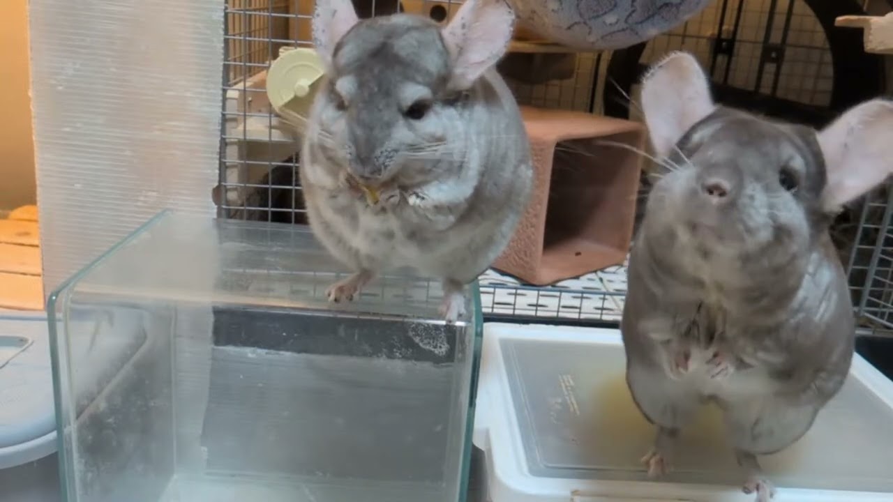 おやつタイム 手作りドライリンゴを食べるチンチラ親子とデグー三兄弟【Chinchilla Now】2025年12月27日LIVEハイライト  2:28:46 - 2:33:46