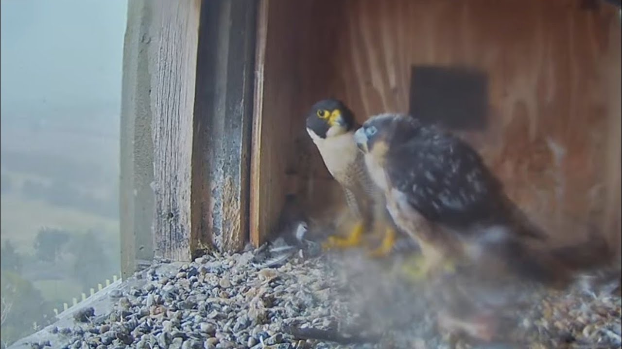 Girri enjoy the rain with Diamond | FalconCam Project | Dec 13, 2025