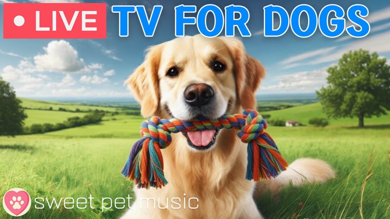 🔴24 Hours of Dog TV🎵🐶Calming Music for Dog Sleep🐾🩷Soothing Music for Dogs with Stress & Anxiety