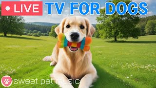 24 Hours of Dog TV Calming Music for Dog Sleep Soothing Music for Dogs with Stre