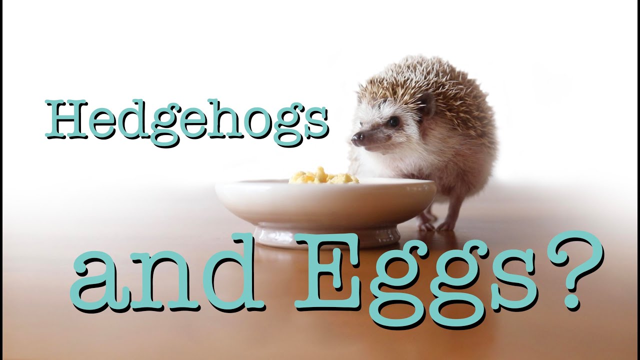 Do Hedgehog Like Eggs? Favorite Snacks of Hedgehogs YouTube
