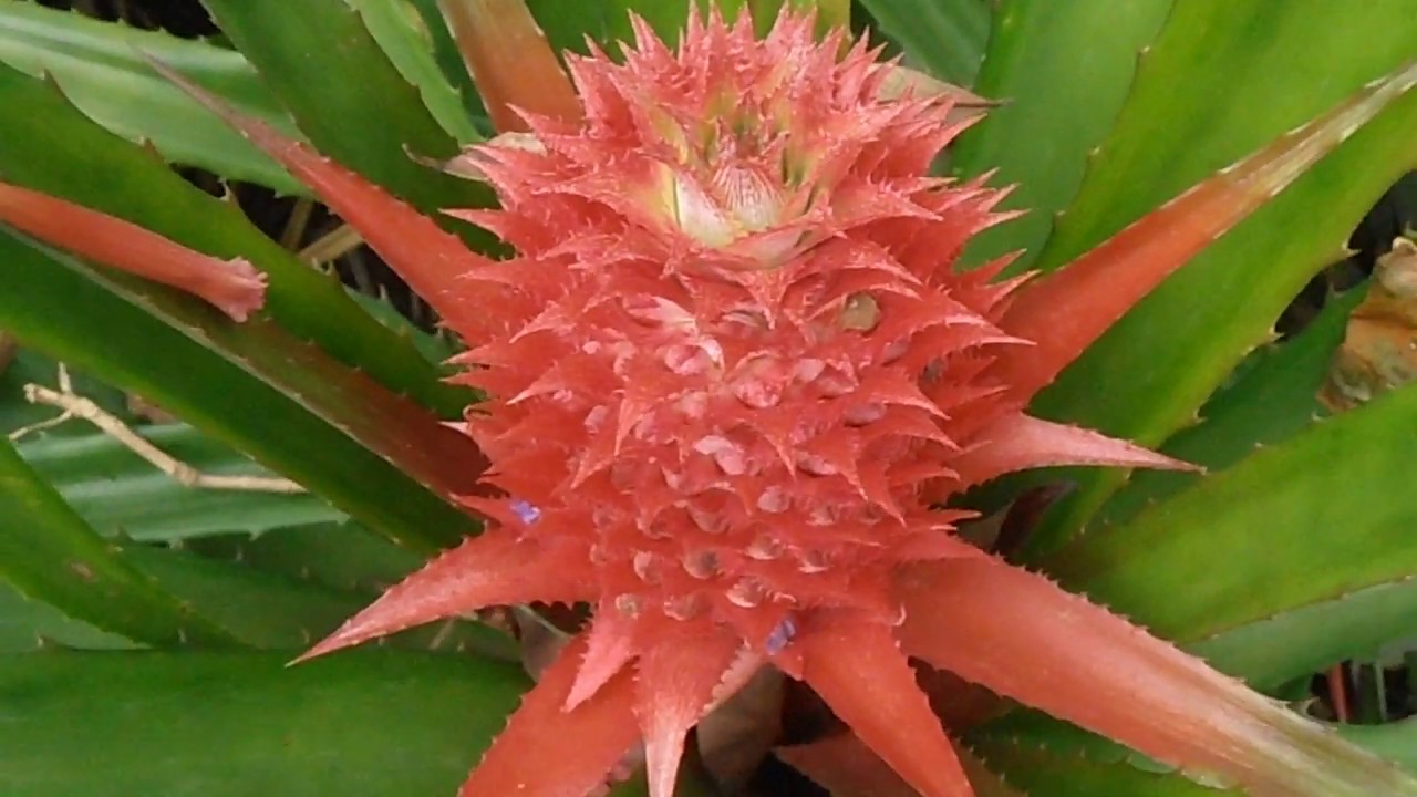 Piña roja: Ananas bracteatus (www.riomoros.com) - YouTube