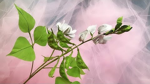 ABC TV | How To Make White Hyacinth Bean Branch Paper - Craft Tutorial