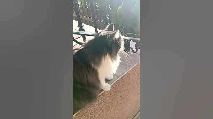 Video 3782971: siberian cat talks