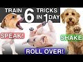 How to Train your Puppy 6 Tricks in 1 Day!