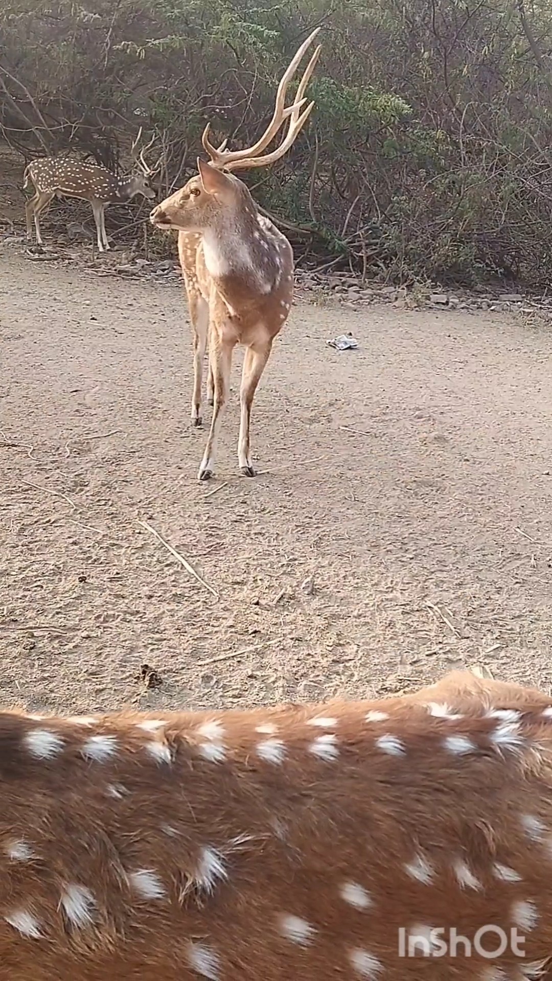 minivlog - ShareChat