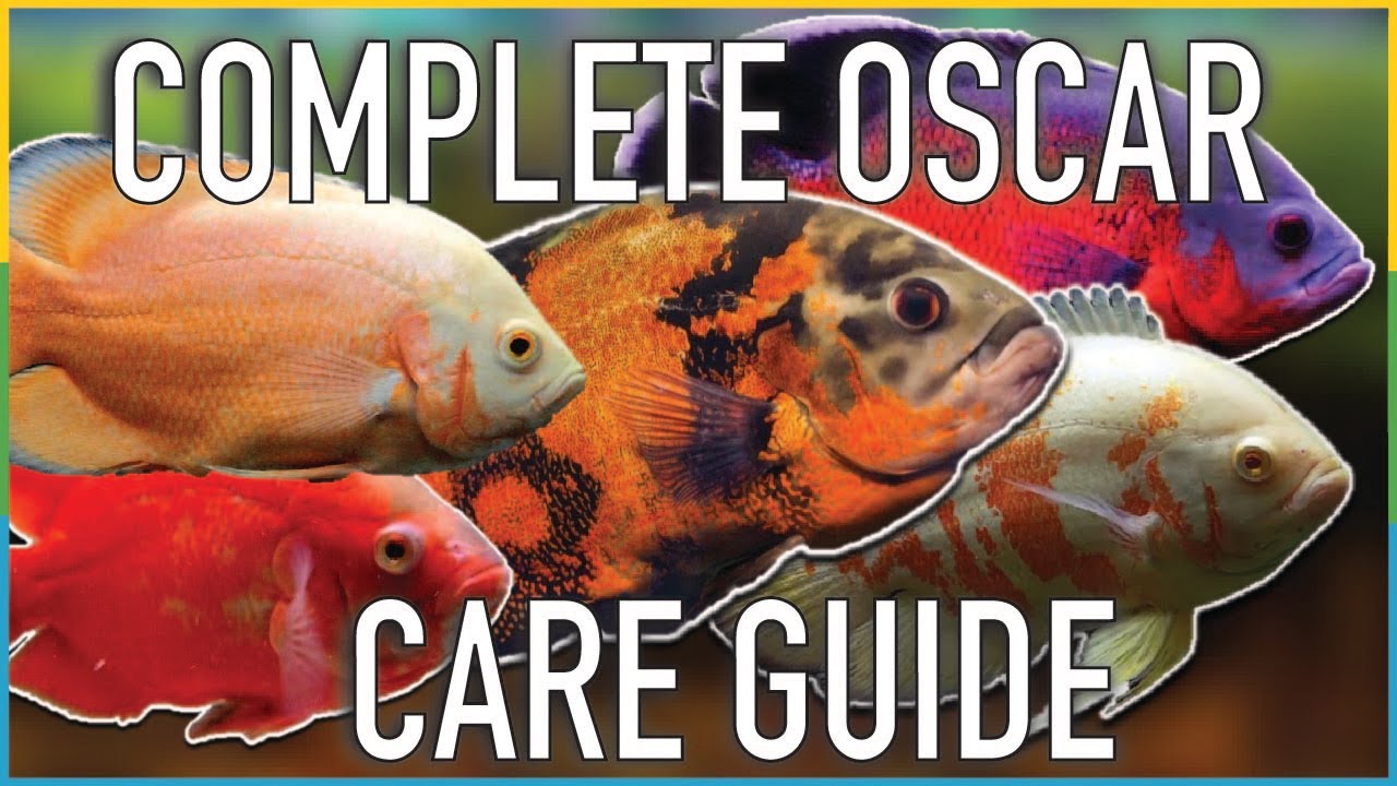 The MOST Comprehensive Oscar Cichlid Care Guide EVER! EVERYTHING