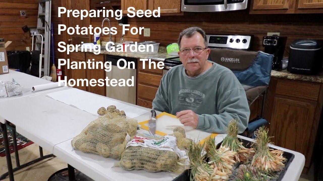 Preparing Seed Potatoes For Spring Garden Planting On The Homestead ...