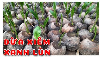 Cây Dừa xiêm xanh lùn | 0386569374 - Ngọc Ngân Bến Tre | Chuyên cây độc lạ