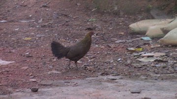 Tiếng gà rừng mái gọi trống/ suab poj qaib seev zoo/ เสียงไก่ป่าตัวเมีย 2020 part 2