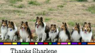 Shelties Play Day