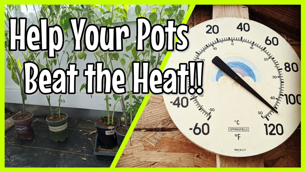 Keeping Pots Hydrated Through a Heat Wave YouTube