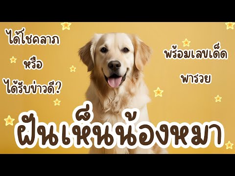 ฝันเห็นน้องหมา ได้โชคลาภหรือได้รับข่าวดี? พร้อมเลขเด็ดพารวย