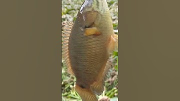 Câu cá rô đồng. Chạm trán rô vàng Khủng