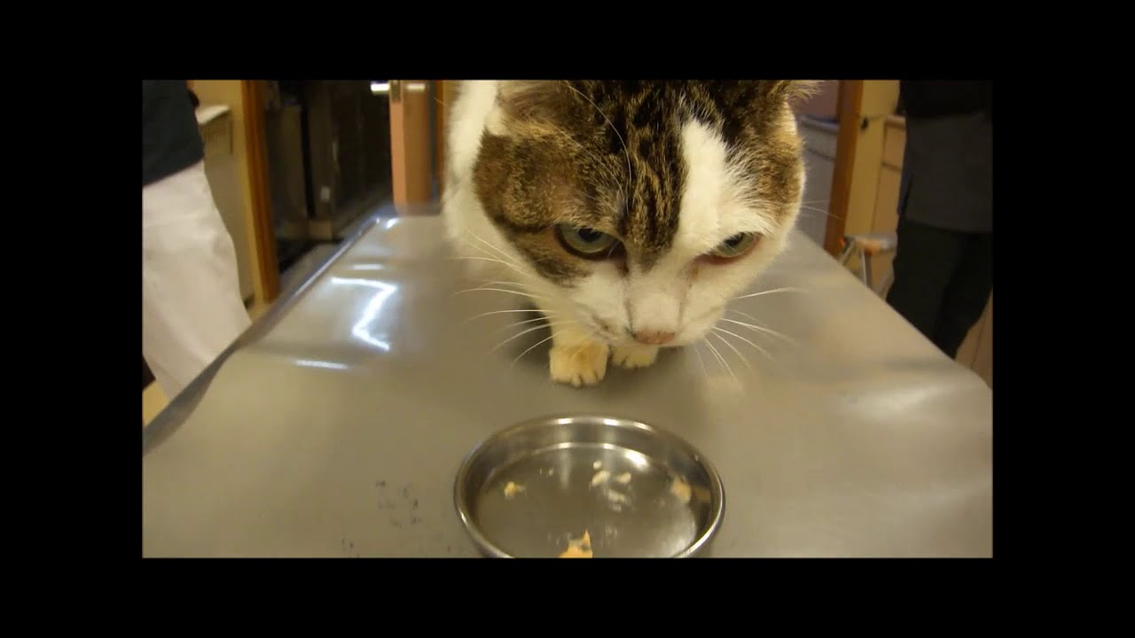 低リン低ナトリウム の猫用ちゅ るが新発売 オークどうぶつ病院 オークどうぶつ病院けやき 福岡市 犬 猫 エキゾチックの診察 治療 健康診断 ペットホテル 獣医師求人情報