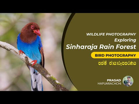 Birding and Bird Photography in Sinharaja Rain Forest - The World Heritage Site | Endemic Birds