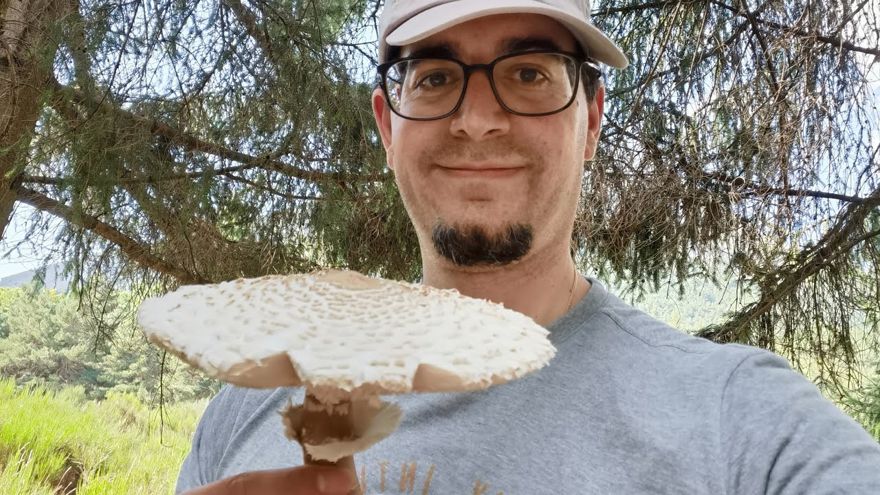 Parasol, cucrurril galamperna. Diferentes aspectos que toma la seta al crecer. Macrolepiota procera