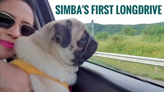 Pug Puppy's first ROAD TRIP | Funny & Cute reactions in car | Simba's Pug Life