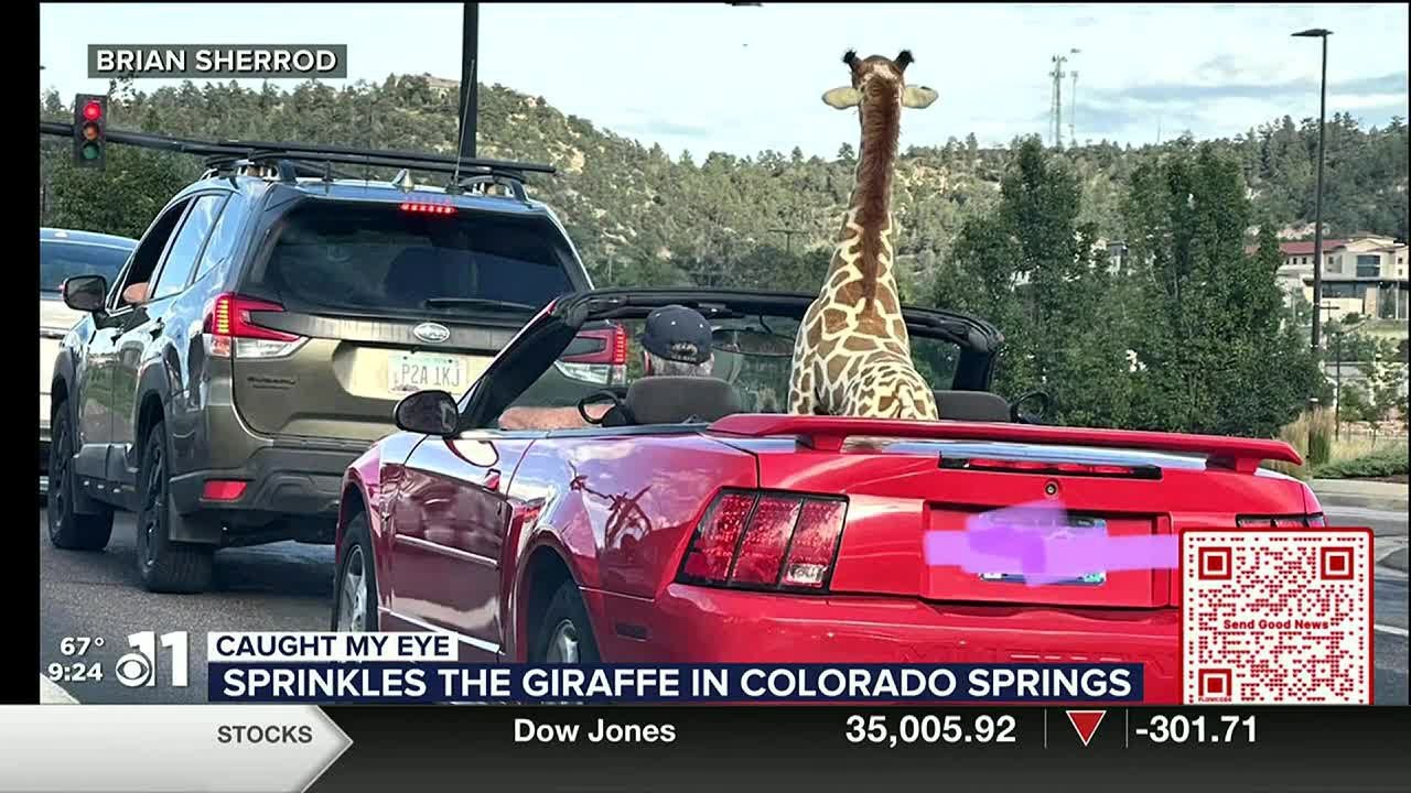 WATCH: Sprinkles the Giraffe spotted in Colorado Springs