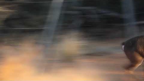 Swhacker Broadhead success. Graphic...Levi Morgan 261. Texas 10 pt.