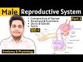 Male Reproductive System | Testis | Anatomy & Physiology | PD Academy Medical |