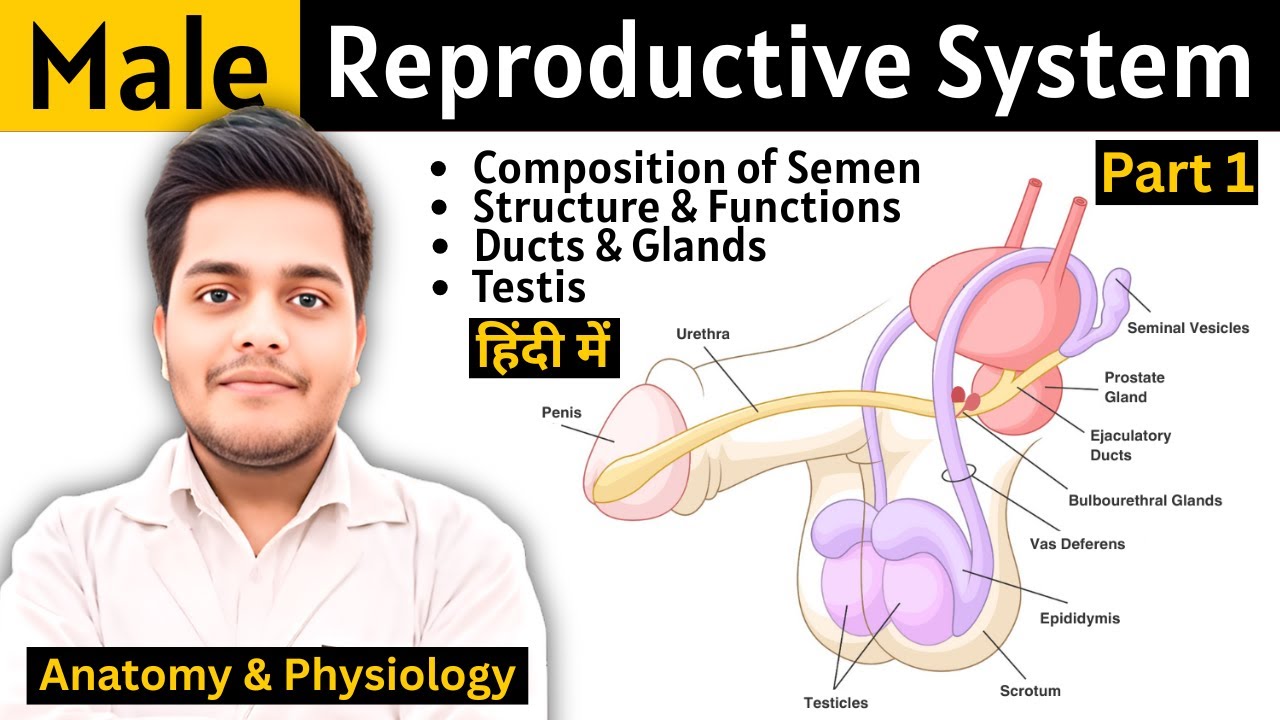 Male Reproductive System | Testis | Anatomy & Physiology | PD Academy Medical |