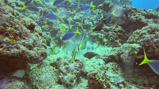 TriggerFish madness