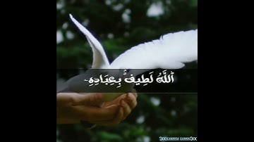الله لطيف بعباده😌❤️ القارئ الشيخ ياسر الدوسري 🎧🎙️