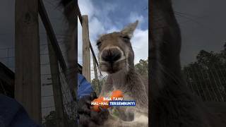 🦘Hewan yang memiliki lompatan jauh! #kangguru #animals #faktadunia