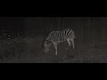 Cenozoic Survival Quagga/Zebra herd Gameplay (Part 2)