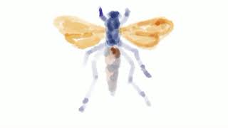 Spider Wasp Drawing Time Lapse 2D Animation