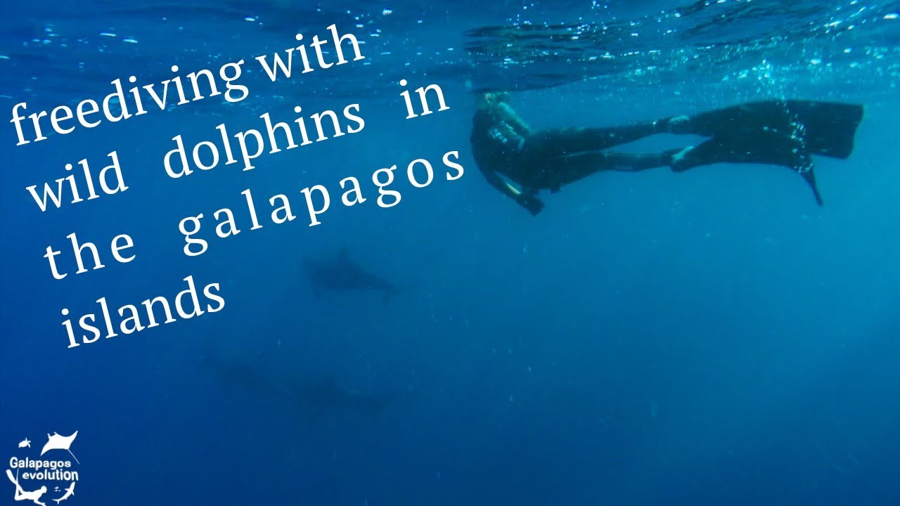 Natalie Parra Freediving With Dolphins While Filming Galapagos Evolution