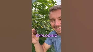 How to Prune a Fig Tree for TONS of Fruit