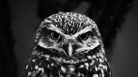 You must have a predator