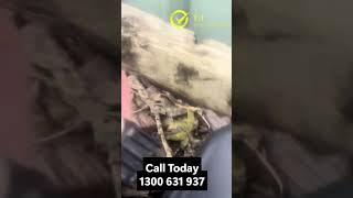 Rodent Pest Control Sydney 🐭 Stop Rats Before They Take Over