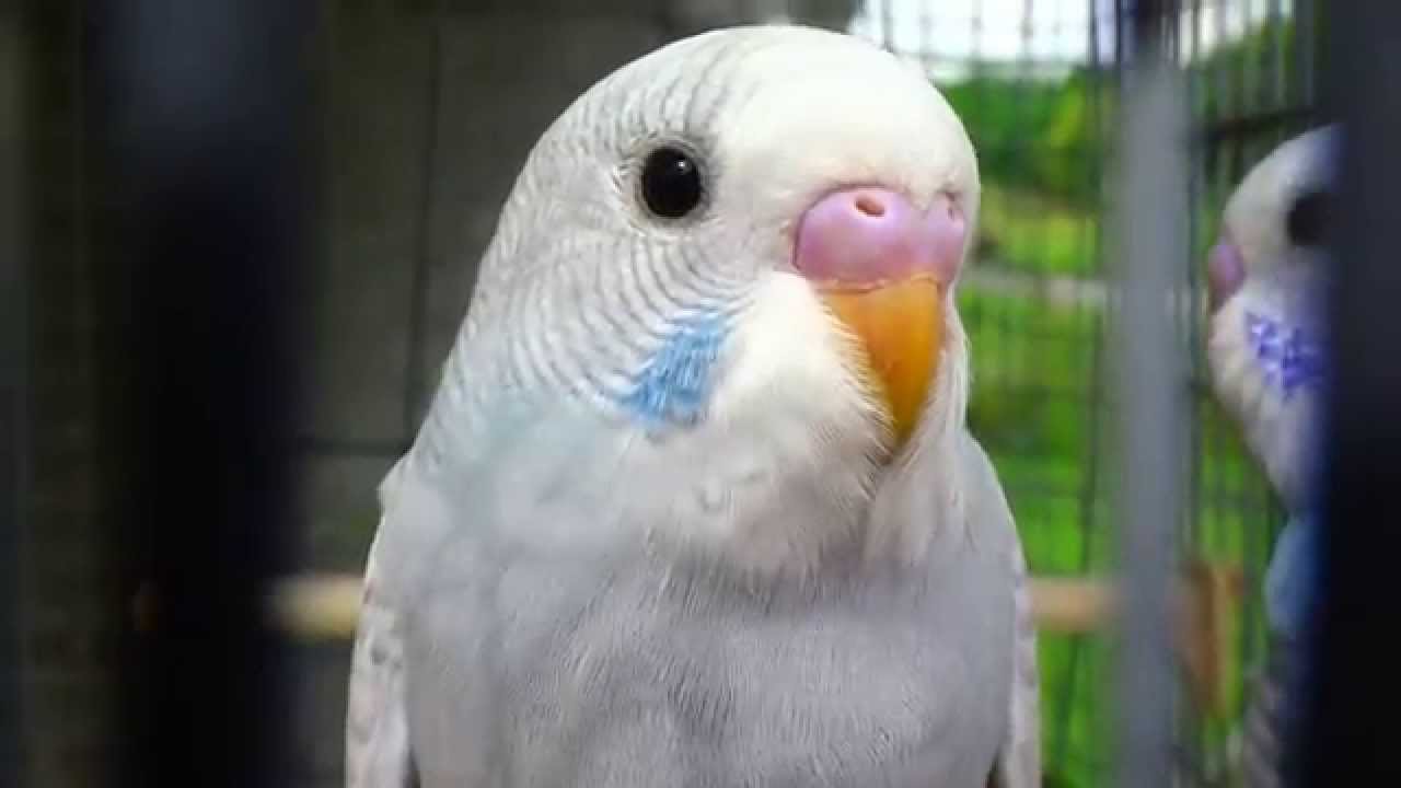 Single Factor Grey Greywing Budgie/Parakeet(Пополам)(Волнистых попугаев)