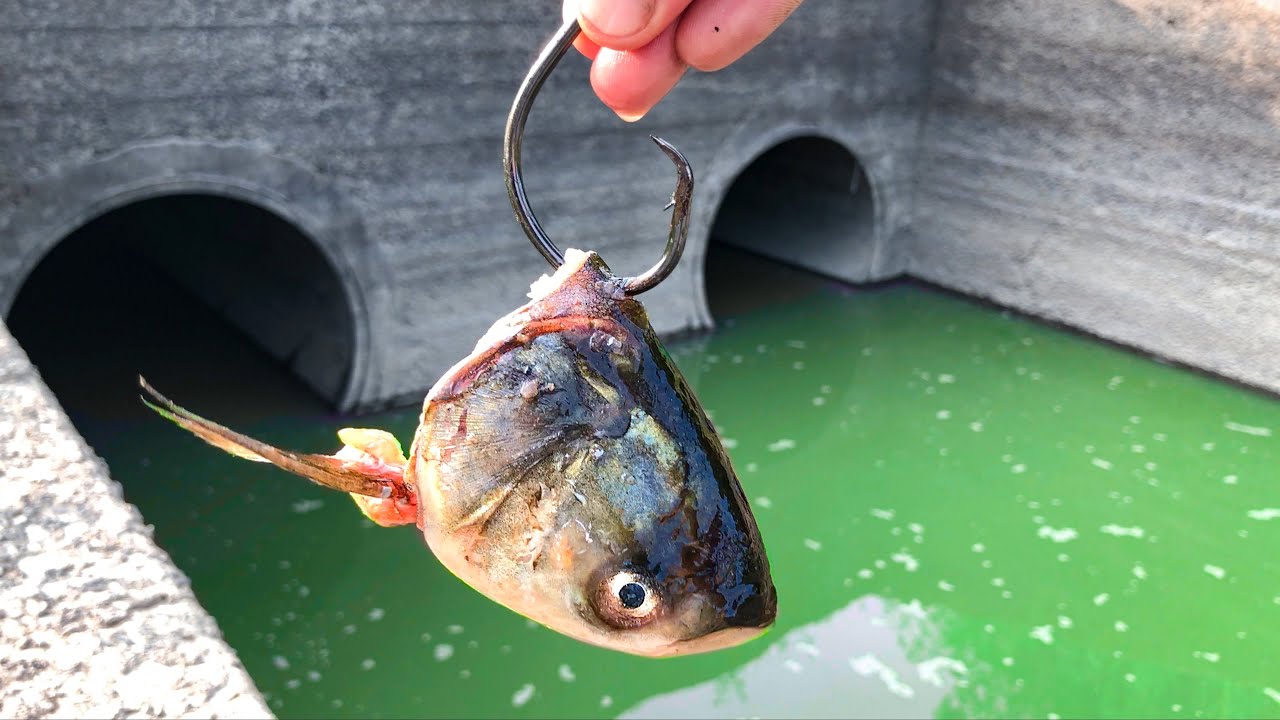 A MONSTER was Hiding in This SPILLWAY PUDDLE!!!