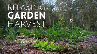 Calming Garden Harvest  Blueberries, Leeks + Digging Carrots & Potatoes | Soothing Nature Sounds