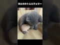 ほんわかトムとジェリー