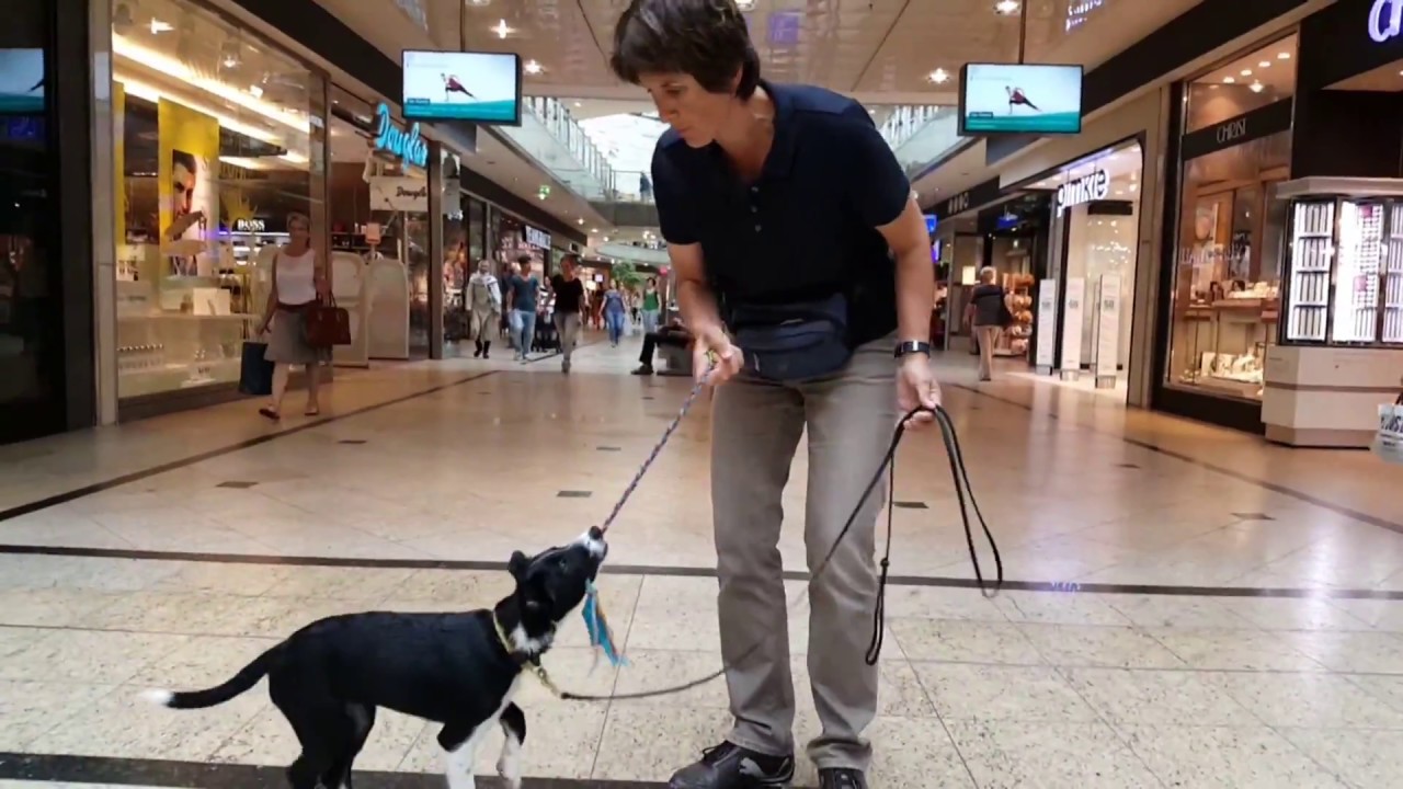 Obedience Basics Miff