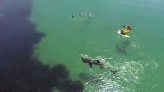 Un requin pèlerin très près des baigneurs