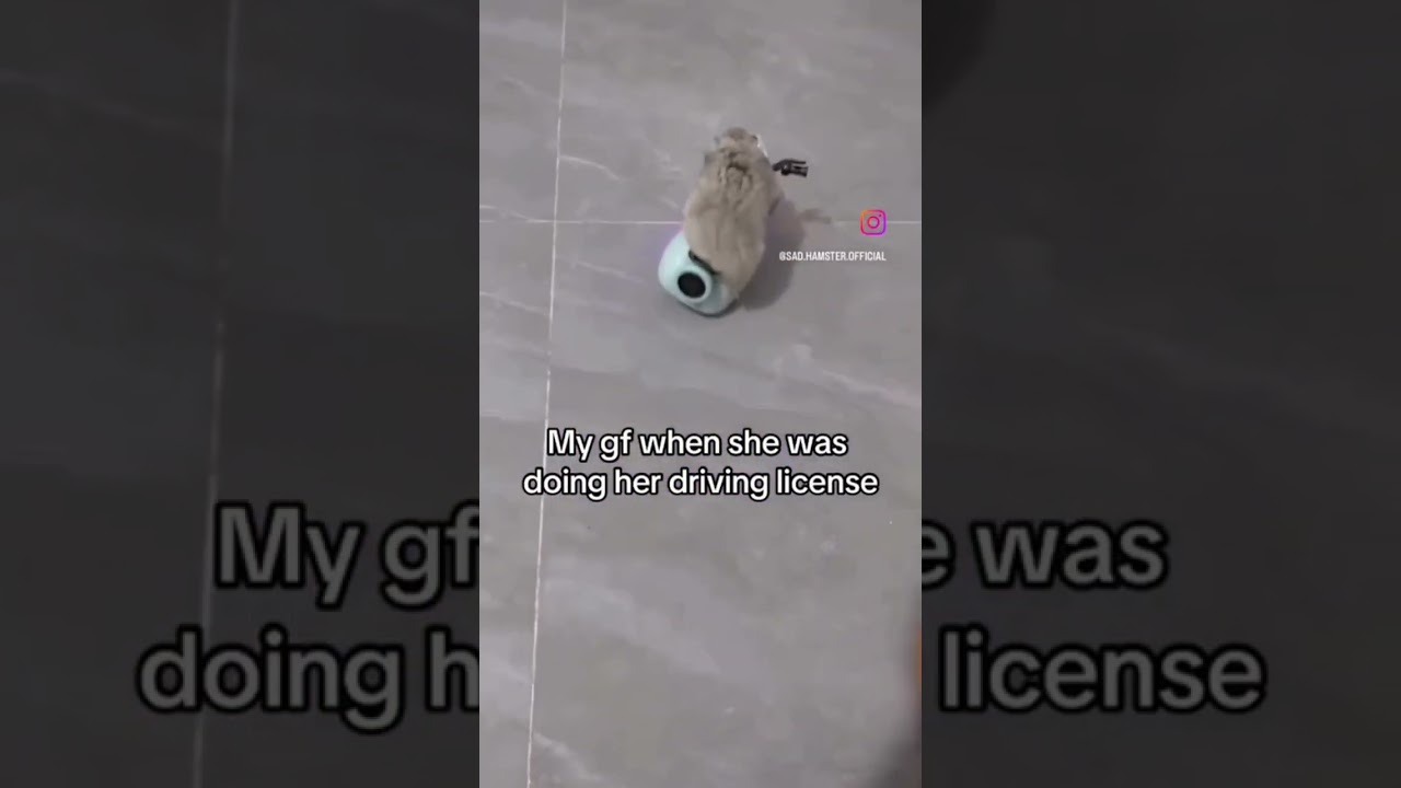 creditos:sad.hamster.official